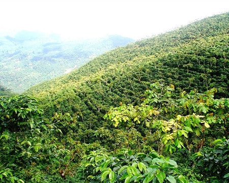 Guatemala: Crisp Orchard (Plum & Smooth Cocoa)
