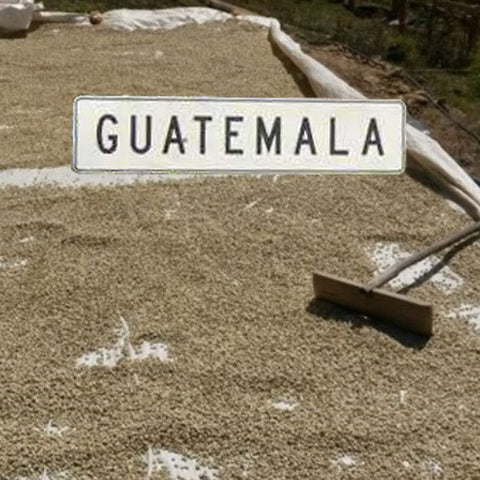Guatemala: Crisp Orchard (Plum & Smooth Cocoa)