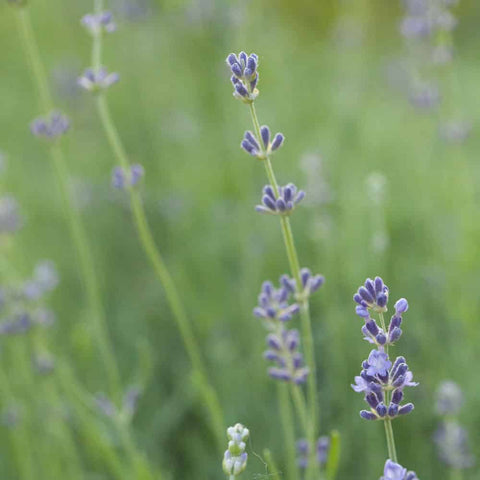 Old Fashioned Birthday Cake Glass Jar of Loose Leaf Tea - 30 Servings