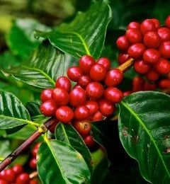 Costa-Ragua Blend NEW!