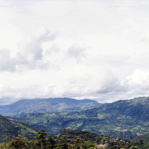 Colombia: Nevado Gold (Stone Fruit & Bright Citrus)