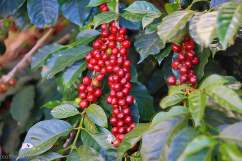 Guatemala: Crisp Orchard (Plum & Smooth Cocoa)
