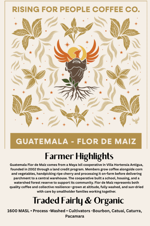 Guatemala Medium Dark Roast Coffee Beans | Rising For People — Medium-Dark Roast Whole Bean Coffee