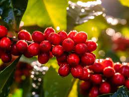 Costa-Ragua Blend NEW!