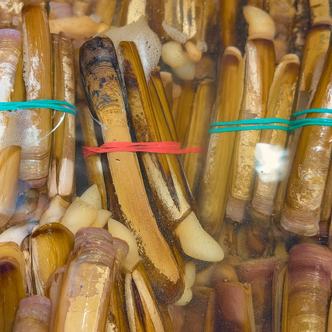Live Irish Razor Clams | Wild-Caught, 5 lb