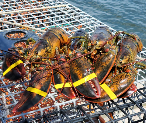 Order Live Maine Lobster – Fresh, Sustainably Sourced Whole Lobsters Delivered Overnight