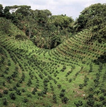 Sumatra Mandheling (Giling Basah Grade 1)
